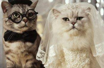 Cats as Wedding Guests at a LLWC