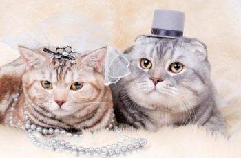 Wedding in Oklahoma for Two Cats
