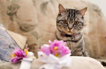 Wedding officiant OKC incorporates cats