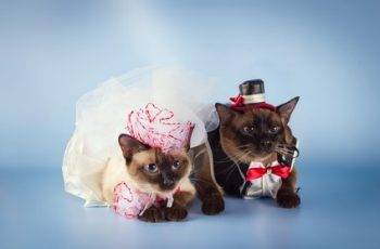 cat wedding